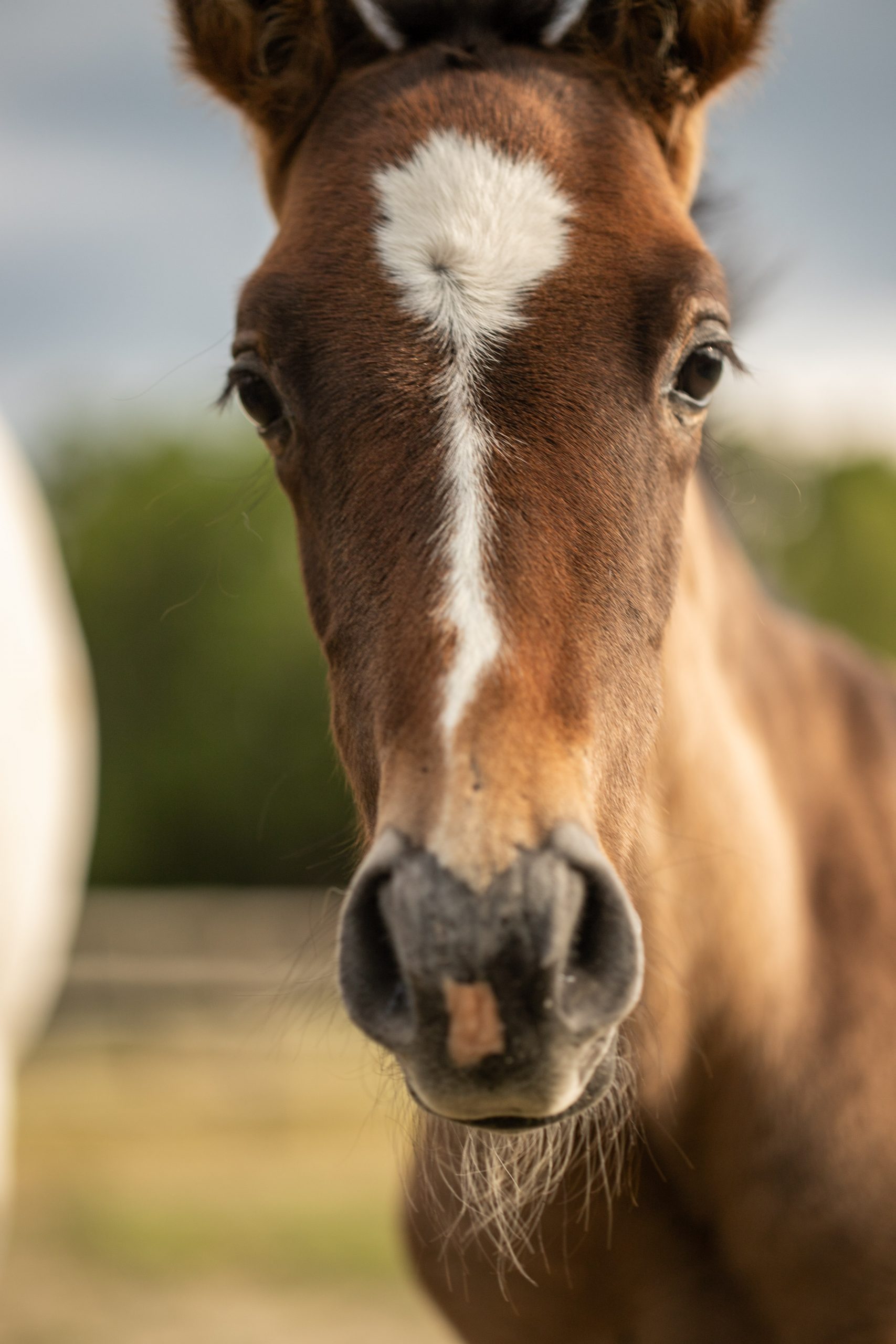 Jungpferdestart, AsvaNara-Style
